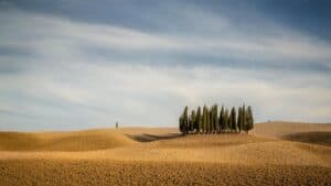Lees meer over het artikel Brunello di Montalcino: van boerenproduct tot cultureel export icoon